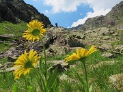 Da Ca San Marco al PASSO-LAGO di VERROBBIO ad anello salendo dall'ALTA VIA MERCATORUM -1lu25  - FOTOGALLERY